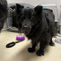 Thumbnail photo of Rosie #3