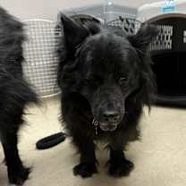 Thumbnail photo of Rosie #4
