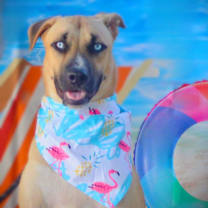 Thumbnail photo of Azul JuM #3