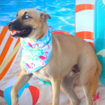 Thumbnail photo of Azul JuM #4