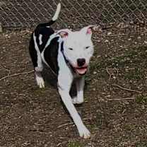 Thumbnail photo of Jagger #4
