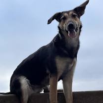Thumbnail photo of LACEY #1