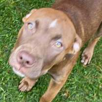 Thumbnail photo of  Reese(Buttercup)- attending our Paws-in-Prison training program! #1