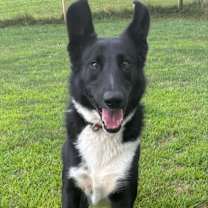 Thumbnail photo of OLIVER~ GRADUATED FROM PAWS-IN-PRISON. #2