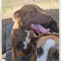 Thumbnail photo of  Reese(Buttercup)- attending our Paws-in-Prison training program! #2