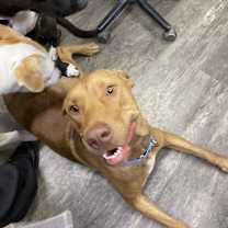 Thumbnail photo of JERI- GRADUATED FROM PAWS-IN-PRISON. #2