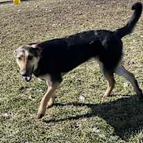 Thumbnail photo of LACEY #3