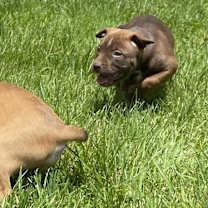 Thumbnail photo of  Reese(Buttercup)- attending our Paws-in-Prison training program! #3