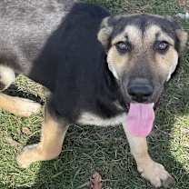 Thumbnail photo of LACEY #4