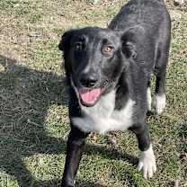 Thumbnail photo of OLIVER~ GRADUATED FROM PAWS-IN-PRISON. #4
