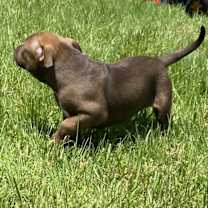 Thumbnail photo of  Reese(Buttercup)- attending our Paws-in-Prison training program! #4