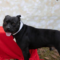 Thumbnail photo of Buddy boy #1