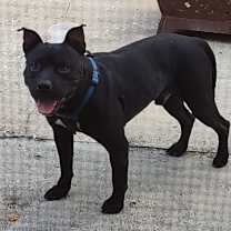 Thumbnail photo of Buddy boy #2