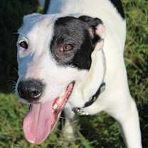 Thumbnail photo of Daisy #2