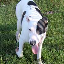 Thumbnail photo of Daisy #3