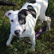 Thumbnail photo of Daisy #4
