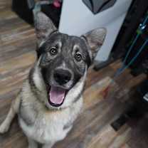 Thumbnail photo of Teddy #1