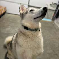 Thumbnail photo of Prince #2