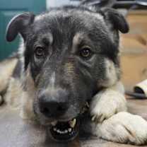 Thumbnail photo of Teddy #2