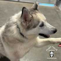 Thumbnail photo of Prince #3