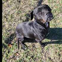 Thumbnail photo of Mookie #2