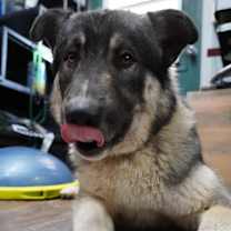 Thumbnail photo of Teddy #3