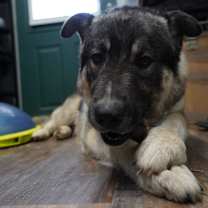 Thumbnail photo of Teddy #4