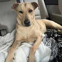 Thumbnail photo of Rex #3