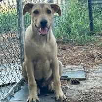 Thumbnail photo of Rex #4