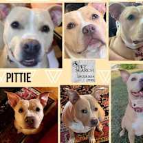 Thumbnail photo of Pittie #1