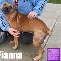 Thumbnail photo of Fianna #2