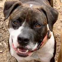 Thumbnail photo of Abby #1