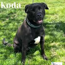 Thumbnail photo of Koda #1