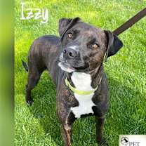 Thumbnail photo of Izzy #1