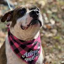 Thumbnail photo of Abby #2