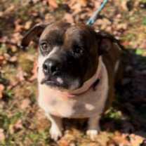 Thumbnail photo of Abby #3