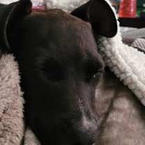 Thumbnail photo of Izzy #2
