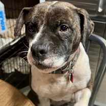 Thumbnail photo of Abby #4