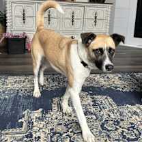 Thumbnail photo of Genevieve #3