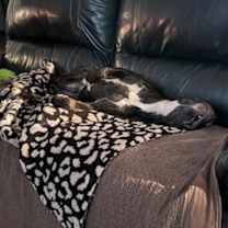 Thumbnail photo of Huck #2