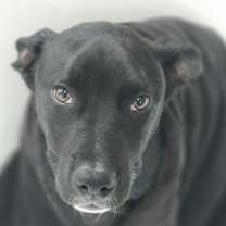 Thumbnail photo of Lucas #3