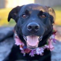 Thumbnail photo of Layla #1