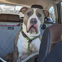 Thumbnail photo of Lexi #3
