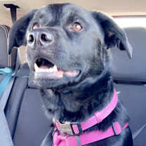 Thumbnail photo of Layla #4