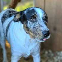 Thumbnail photo of Jed #2