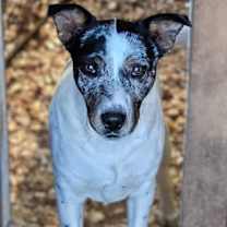 Thumbnail photo of Jed #3