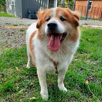 Thumbnail photo of Joey #1