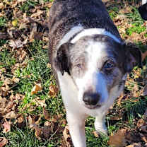 Thumbnail photo of Scarlet #1