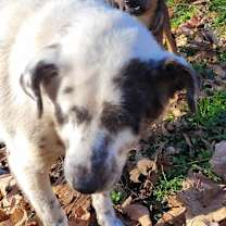 Thumbnail photo of Angel #2