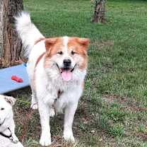 Thumbnail photo of Joey #3